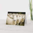 Search for sheeps cards Wool