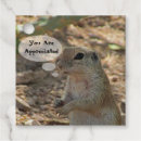 Search for ground squirrel Cute animal