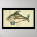 Search for killer whale posters Illustration