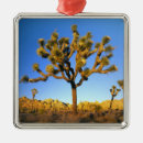 Search for attraction ornaments Nature