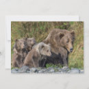 Search for bear cubs cards Animal