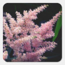 Search for flower burst Floral