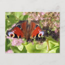 Recherche de couleur paon cartes postales Coloré