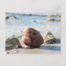 Search for florida seashells postcards Summer