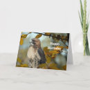 Search for hawk birthday cards Wildlife