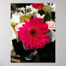 Recherche de gerbera rouge posters Floral