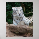 Search for bengal tiger posters Big cats
