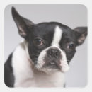 Recherche de image de chien autocollants Horizontal