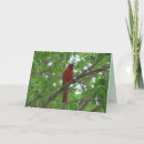 Search for cute cardinal cards Birds