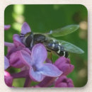 Search for polination Bee