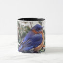 Recherche de oiseaux bleus orientaux tasses Nature