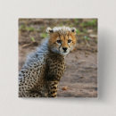 Search for cheetah cat buttons Safari