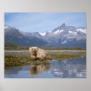 Search for ursus arctos posters Alaska