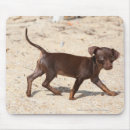 Recherche de marche chien tapis souris Sable