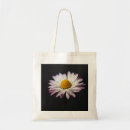 Search for common daisy Pink