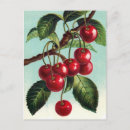 Search for vintage cherries postcards Cherry