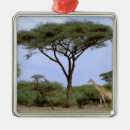 Search for southern ornaments Africa