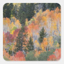 Search for aspen trees stickers Colour