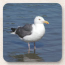 Recherche de mouette dessous de verres Animaux