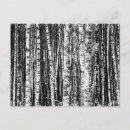 Recherche de hêtre cartes postales Bois