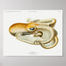 Search for squids posters Octopi