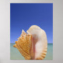 Search for shell posters Mollusk