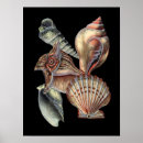 Search for sea life posters Coral reef