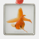 Search for goldfish ornaments Sealife