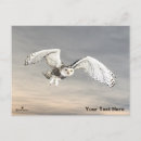 Recherche de oiseaux de neige cartes postales Canada