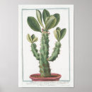 Search for vintage cactus art Botanical