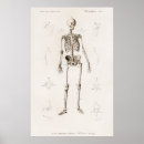 Recherche de anatomie vintage posters Squelette