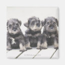 Search for dog breed magnets Animal