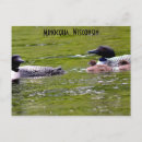 Search for loons postcards Baby