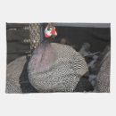 Search for guinea fowl Poultry