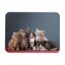 Recherche de mon chaton magnets Félin