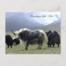 Recherche de yaks cartes postales Himalaya
