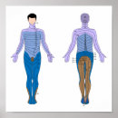 Search for innervation posters System
