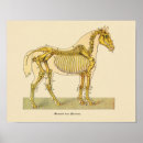 Recherche de squelette cheval posters Vintage