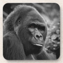 Search for apes photography Primates