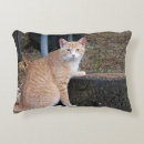Search for ginger cat pillows Animals
