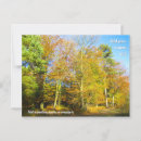 Search for fall foliage photography Tree