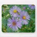Recherche de fly tapis souris Insecte
