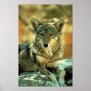 Search for coyotes posters Animal