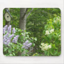 Recherche de lilas bush Fleurs