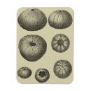 Recherche de blanche noire magnets Océan