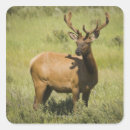 Search for wild elk stickers Wildlife
