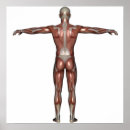 Search for muscle man posters Body