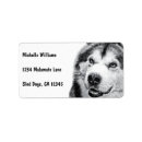 Search for alaskan malamute return address labels Malamutes