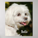 Search for poodle puppy art Sweet