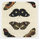 Search for colourful insect stickers Butterfly
